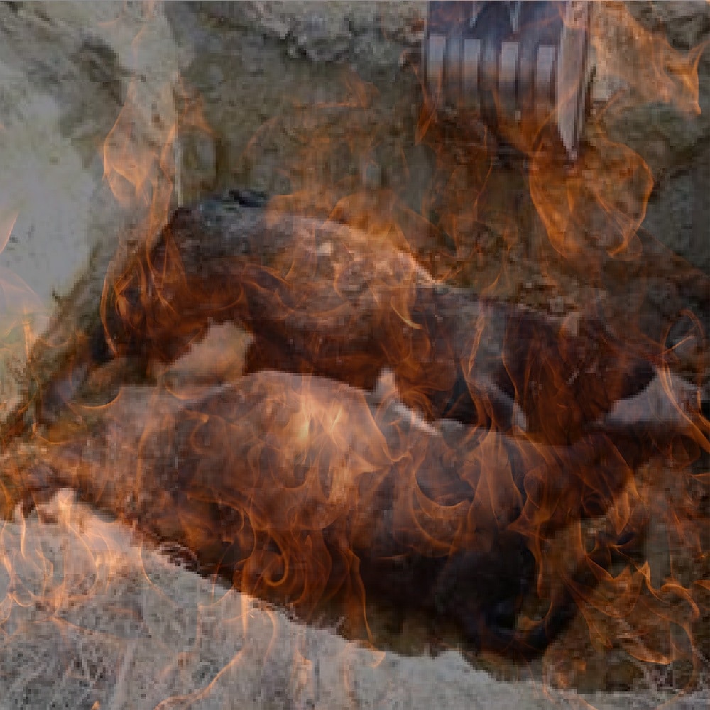Animal Carcass Burning