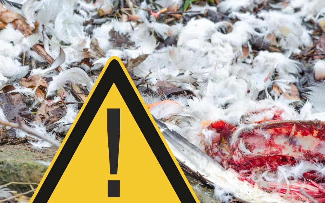 Animal Carcasses and Air Curtain Burners